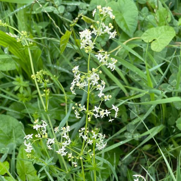 Glad walstro (Galium mollugo)